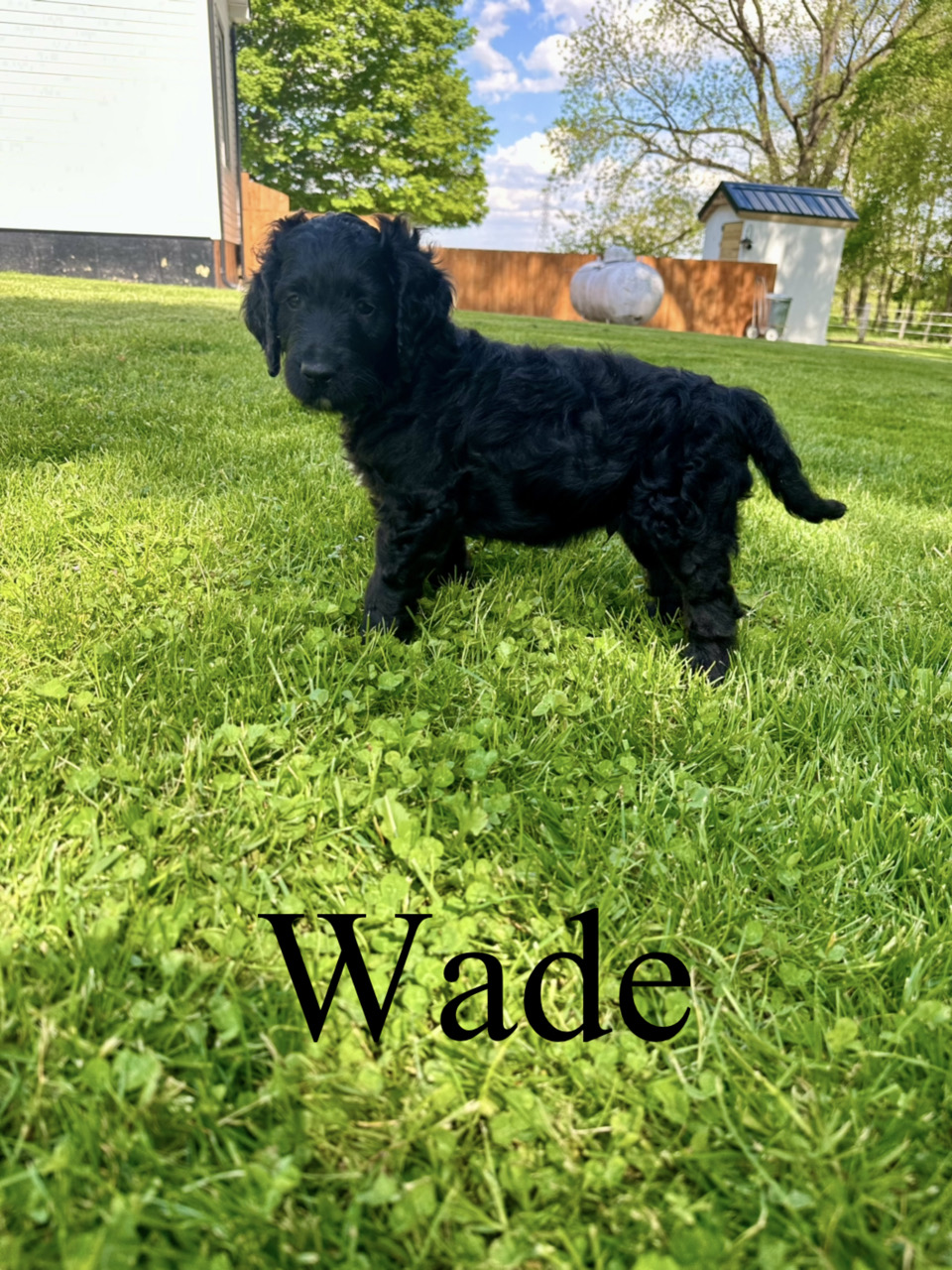 Wade 1